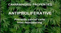 Duh: Marijuana Proven To Prevent Cancer Cell Growth; Accelerates Remission [STUDY]