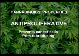 Duh: Marijuana Proven To Prevent Cancer Cell Growth; Accelerates Remission [STUDY]