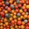 Organic Farming Vs.Conventional Farming