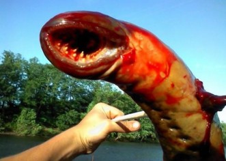 Alien Sea Lamprey Creature Pulled From New Jersey River