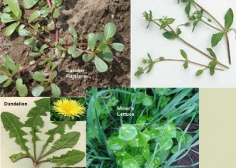 Edible Weeds: Herbal Medicine Chest in Your Backyard