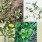 Edible Weeds: Herbal Medicine Chest in Your Backyard