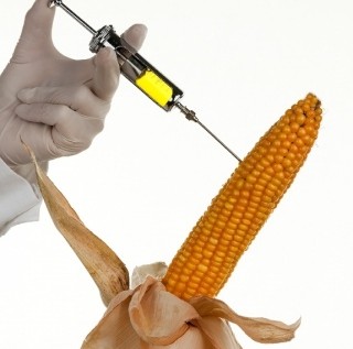 Russia Suspends Import Of American Corn After Study Revealed Cancer Risk