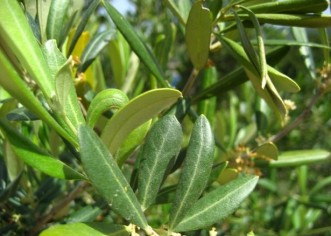 Top Five Health Benefits of Eating Olive Leaves