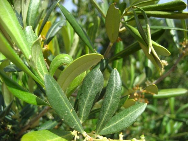 Top Five Health Benefits of Eating Olive Leaves
