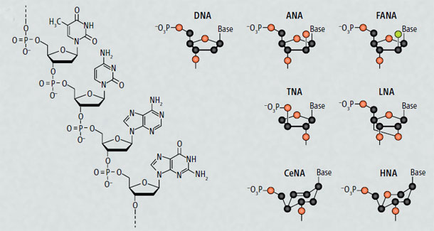 Synthetic XNA Molecules Can Evolve And Store Genetic Information, Just Like DNA