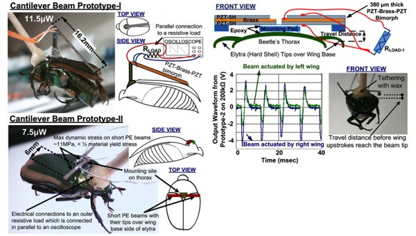 DARPA Harvests Energy From Cyborg Beetles To Keep Them Brainwashed